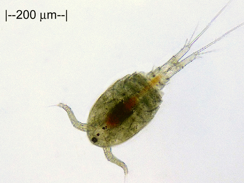 Phyllognathopus viguieri